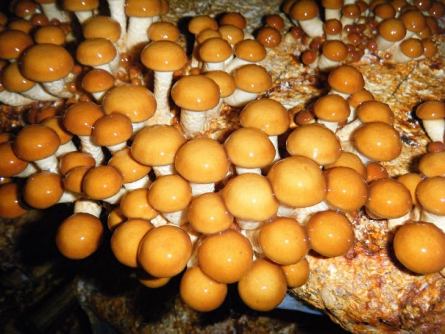 Мицелий Опенка намеко / Фолиота намеко (Pholiota nameko)